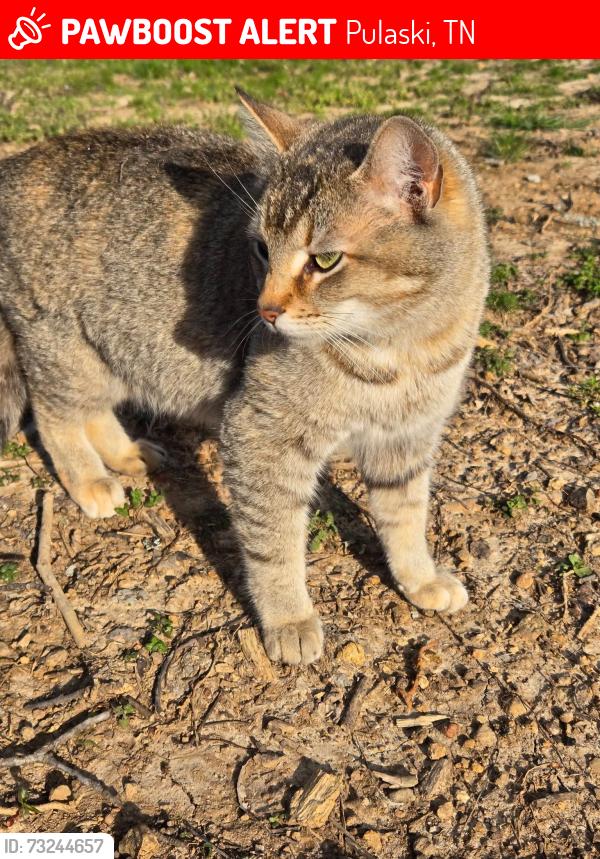 Lost Female Cat last seen Near Drew Road Pulaski Tn, Pulaski, TN 38478