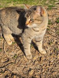 Lost Female Cat last seen Near Drew Road Pulaski Tn, Pulaski, TN 38478