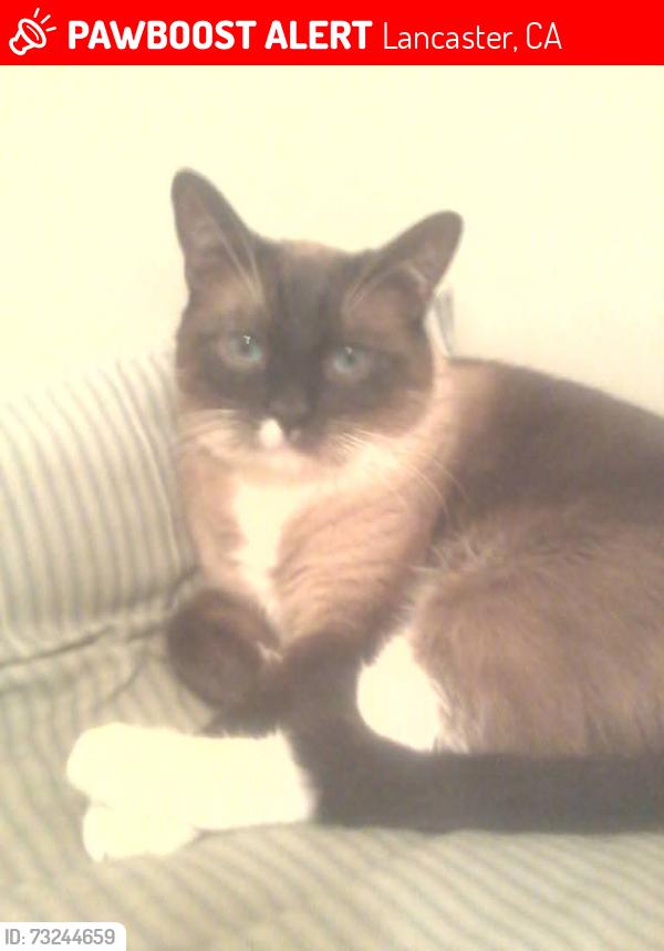 Lost Male Cat last seen Valley Central way by jet halk stadium and harbor freight, Lancaster, CA 93536