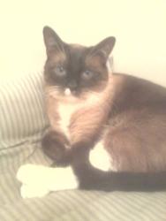 Lost Male Cat last seen Valley Central way by jet halk stadium and harbor freight, Lancaster, CA 93536