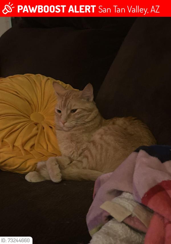 Lost Male Cat last seen Indigo Sky Park, San Tan Valley, AZ 85143