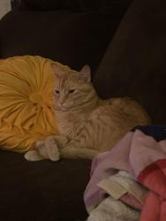 Lost Male Cat last seen Indigo Sky Park, San Tan Valley, AZ 85143