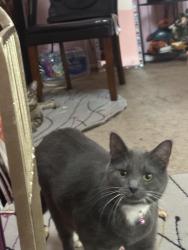Found/Stray Female Cat last seen Town center, Virginia Beach, VA 23451