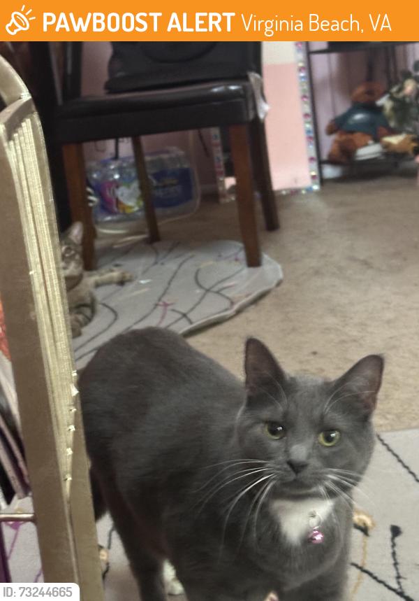 Found/Stray Female Cat last seen Town center, Virginia Beach, VA 23451