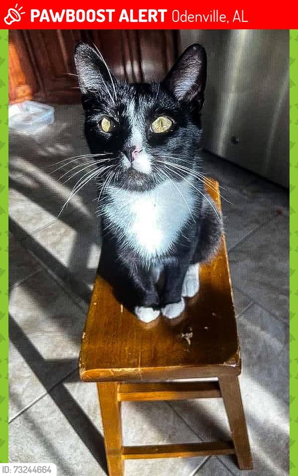 Lost Male Cat last seen Colonial Dr, Odenville, AL 35120
