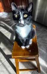 Lost Male Cat last seen Colonial Dr, Odenville, AL 35120