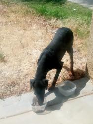 Found/Stray Female Dog last seen Fern haven st Victorville, Victorville, CA 92392