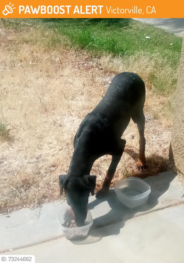 Found/Stray Female Dog last seen Fern haven st Victorville, Victorville, CA 92392