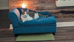 Reunited Male Cat last seen Pinegrove Ave, Jupiter, FL 33458