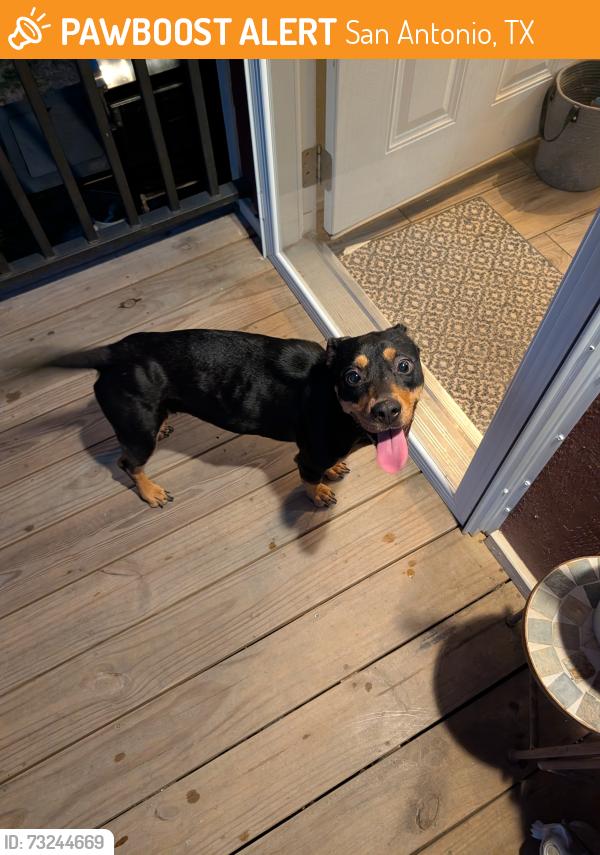 Found/Stray Female Dog last seen Valley Ridge mobile home park, San Antonio, TX 78242