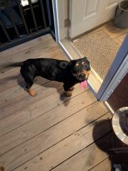 Found/Stray Female Dog last seen Valley Ridge mobile home park, San Antonio, TX 78242