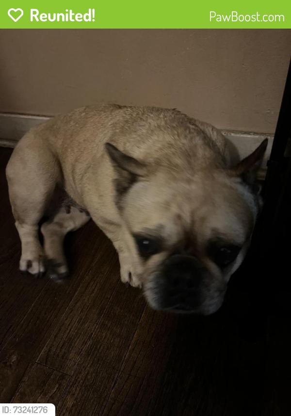 Reunited Female Dog last seen El Dorado St, Stockton, CA 95210