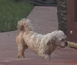 Reunited Female Dog last seen E Iris Street & E Arcadia Street, Oxnard, CA 93033