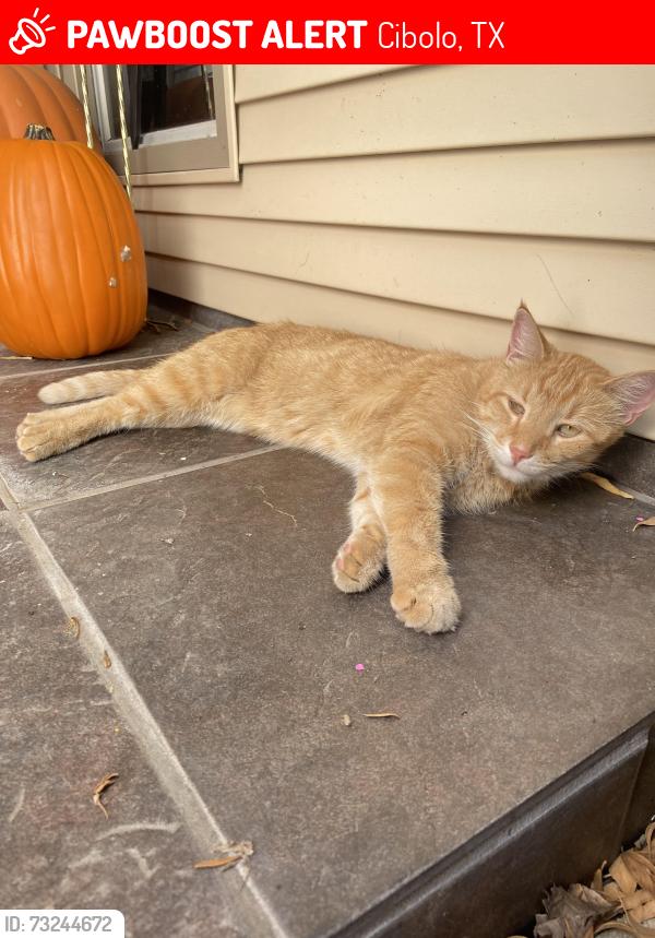 Lost Male Cat last seen Barbara Jordan intermediate school, Cibolo, TX 78108