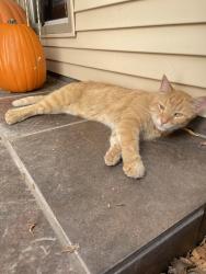Lost Male Cat last seen Barbara Jordan intermediate school, Cibolo, TX 78108