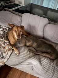 Reunited Male Dog last seen Nw 14th terrace, Miami, FL 33125
