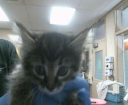 Shelter Stray Female Cat last seen BAKER AVE/STOCKTON BLVD, 95820, 3839 Bradshaw Rd, Sacramento, CA 95827, USA