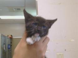 Shelter Stray Female Cat last seen 26TH ST/E ST, 95673, 3839 Bradshaw Rd, Sacramento, CA 95827, USA