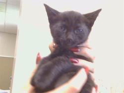 Shelter Stray Male Cat last seen 26TH ST/E ST, 95673, 3839 Bradshaw Rd, Sacramento, CA 95827, USA