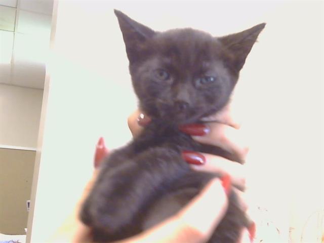 Shelter Stray Male Cat last seen 26TH ST/E ST, 95673, 3839 Bradshaw Rd, Sacramento, CA 95827, USA