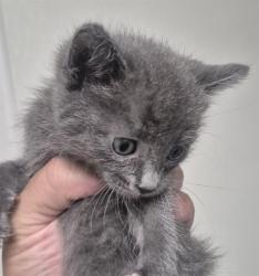 Shelter Stray Female Cat last seen Near BLOCK MONTALONE PL, BAKERSFIELD CA 93314, 3951 Fruitvale Ave, Bakersfield, CA 93308, USA
