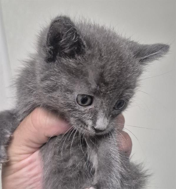 Shelter Stray Female Cat last seen Near BLOCK MONTALONE PL, BAKERSFIELD CA 93314, 3951 Fruitvale Ave, Bakersfield, CA 93308, USA