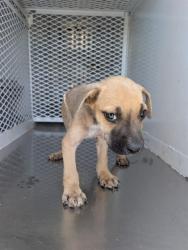 Shelter Stray Male Dog last seen Near BLOCK SEQUOIA DR, BAKERSFIELD CA 93308, 3951 Fruitvale Ave, Bakersfield, CA 93308, USA