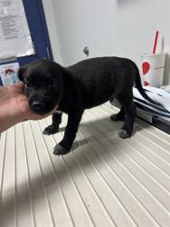 Shelter Stray Male Dog last seen Near BLOCK PLYMOUTH AVE, BAKERSFIELD CA 93308, 3951 Fruitvale Ave, Bakersfield, CA 93308, USA