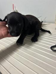 Shelter Stray Male Dog last seen Near BLOCK PLYMOUTH AVE, BAKERSFIELD CA 93308, 3951 Fruitvale Ave, Bakersfield, CA 93308, USA