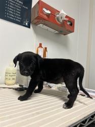 Shelter Stray Male Dog last seen Near BLOCK PLYMOUTH AVE, BAKERSFIELD CA 93308, 3951 Fruitvale Ave, Bakersfield, CA 93308, USA