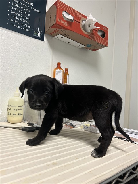 Shelter Stray Male Dog last seen Near BLOCK PLYMOUTH AVE, BAKERSFIELD CA 93308, 3951 Fruitvale Ave, Bakersfield, CA 93308, USA