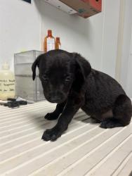 Shelter Stray Male Dog last seen Near BLOCK PLYMOUTH AVE, BAKERSFIELD CA 93308, 3951 Fruitvale Ave, Bakersfield, CA 93308, USA