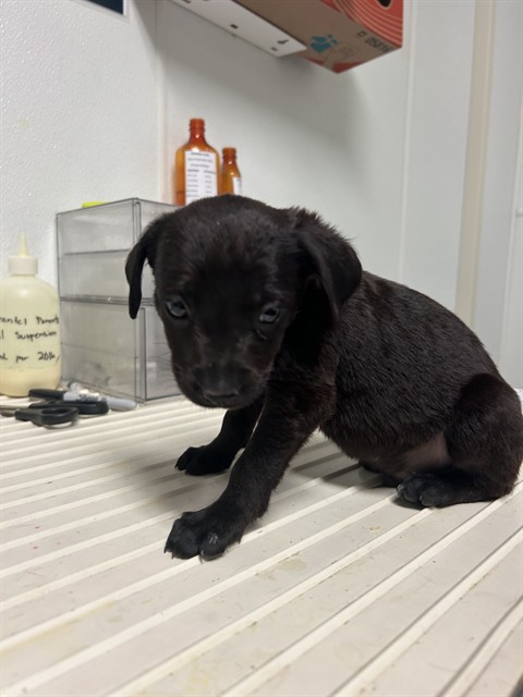 Shelter Stray Male Dog last seen Near BLOCK PLYMOUTH AVE, BAKERSFIELD CA 93308, 3951 Fruitvale Ave, Bakersfield, CA 93308, USA