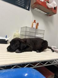 Shelter Stray Male Dog last seen Near BLOCK PLYMOUTH AVE, BAKERSFIELD CA 93308, 3951 Fruitvale Ave, Bakersfield, CA 93308, USA