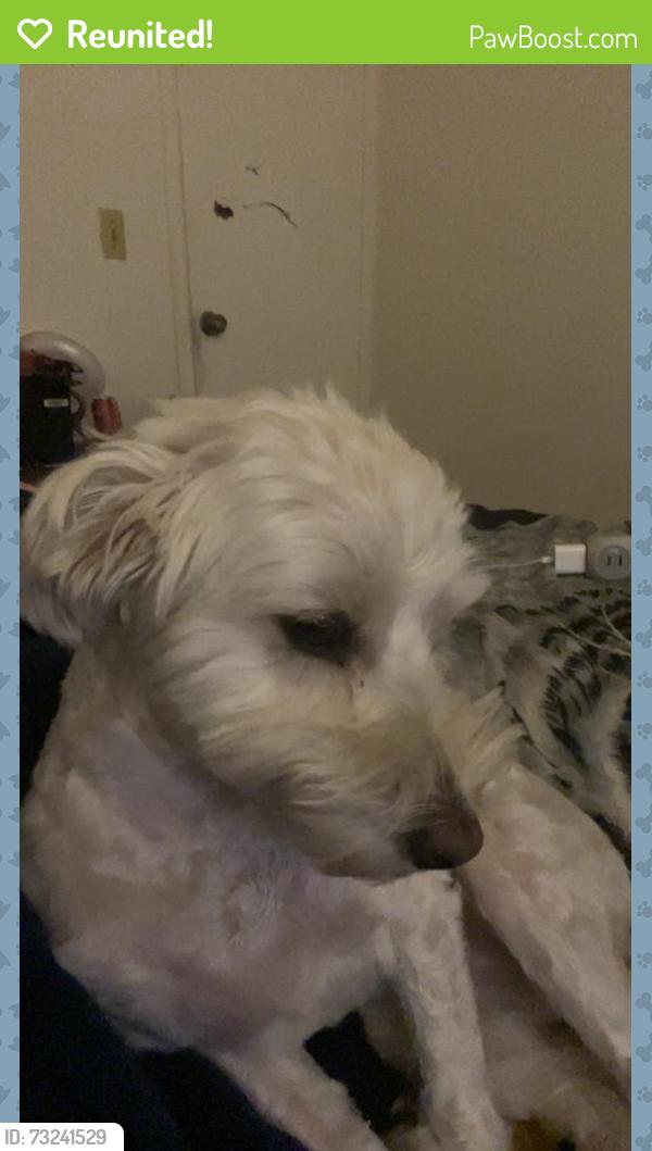 Reunited Male Dog last seen Was running up and down Sherman last scene on Sherman and Amherst, Englewood, CO 80113