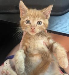 Shelter Stray Male Cat last seen CHARLOTTE, 8315 Byrum Dr, Charlotte, NC 28217, USA