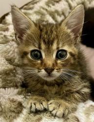 Shelter Stray Female Cat last seen CHARLOTTE, 8315 Byrum Dr, Charlotte, NC 28217, USA