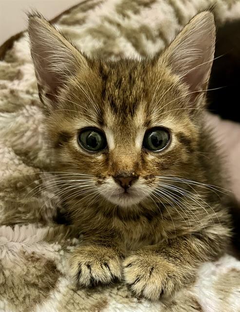 Shelter Stray Female Cat last seen CHARLOTTE, 8315 Byrum Dr, Charlotte, NC 28217, USA