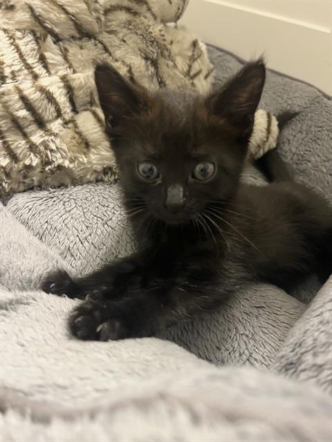 Shelter Stray Female Cat last seen CHARLOTTE, 8315 Byrum Dr, Charlotte, NC 28217, USA