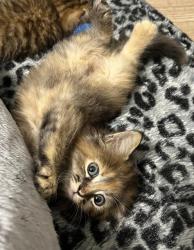 Shelter Stray Female Cat last seen CHARLOTTE, 8315 Byrum Dr, Charlotte, NC 28217, USA