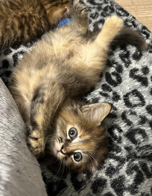 Shelter Stray Female Cat last seen CHARLOTTE, 8315 Byrum Dr, Charlotte, NC 28217, USA