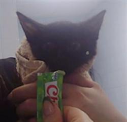 Shelter Stray Female Cat last seen CHARLOTTE, 8315 Byrum Dr, Charlotte, NC 28217, USA