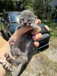 Shelter Stray Female Cat last seen , 2020 Forest St, Jacksonville, FL 32204, USA