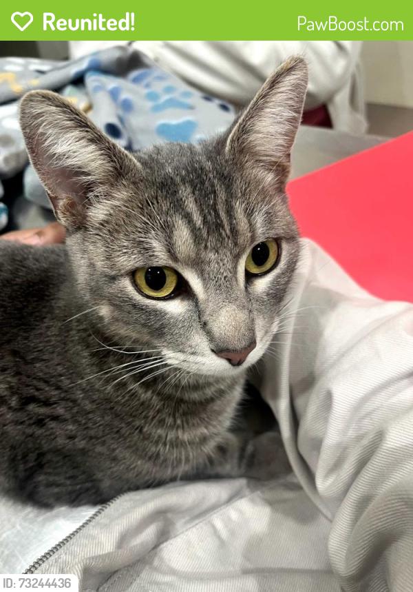Reunited Male Cat last seen Near Pio Pico Drive Apt 10 Carlsbad CA 92008, Carlsbad, CA 92008
