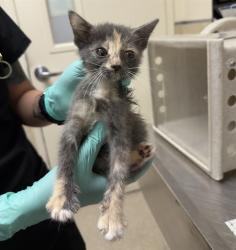 Shelter Stray Female Cat last seen Near BLOCK GAYLORD ST RIVERSIDE CA 92505, 6851 Van Buren Boulevard, Jurupa Valley, CA 92509, USA