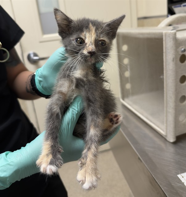 Shelter Stray Female Cat last seen Near BLOCK GAYLORD ST RIVERSIDE CA 92505, 6851 Van Buren Boulevard, Jurupa Valley, CA 92509, USA