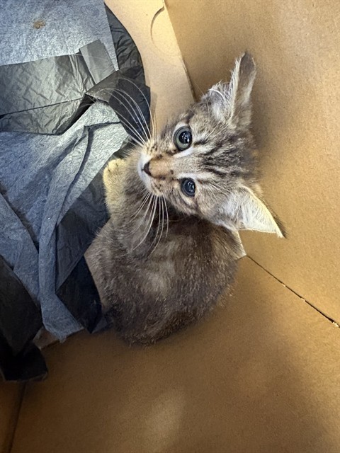 Shelter Stray Female Cat last seen STARRATT RD, 2020 Forest St, Jacksonville, FL 32204, USA