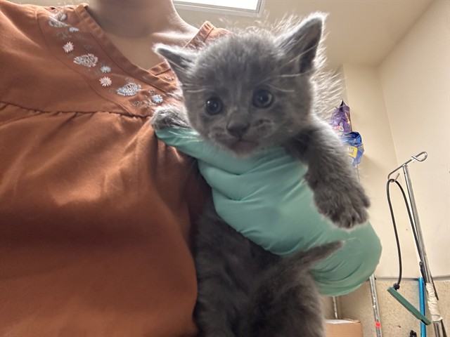 Shelter Stray Female Cat last seen Near BLOCK KAREN LN, JURUPA VALLEY CA 92509, 6851 Van Buren Boulevard, Jurupa Valley, CA 92509, USA