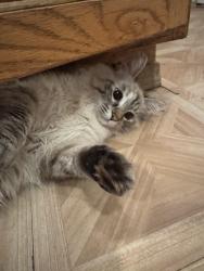 Lost Female Cat last seen 74th and Beverly lane, Everett, WA 98203