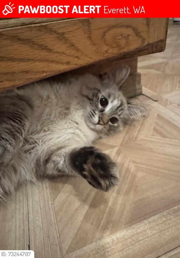 Lost Female Cat last seen 74th and Beverly lane, Everett, WA 98203